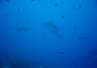 2004-Bonaire